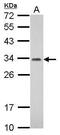 Pyridoxal Phosphate Binding Protein antibody, PA5-32036, Invitrogen Antibodies, Western Blot image 