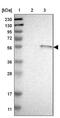 HSP13 antibody, NBP1-80715, Novus Biologicals, Western Blot image 