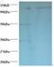 Exostosin Like Glycosyltransferase 3 antibody, LS-C211564, Lifespan Biosciences, Western Blot image 