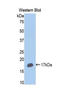 Cytochrome P450 Family 2 Subfamily E Member 1 antibody, LS-C300286, Lifespan Biosciences, Western Blot image 