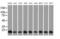 Profilin 1 antibody, MA5-25120, Invitrogen Antibodies, Western Blot image 