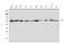 Wnt Family Member 2B antibody, A04879-1, Boster Biological Technology, Western Blot image 