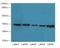 Uncoupling Protein 3 antibody, LS-C394754, Lifespan Biosciences, Western Blot image 