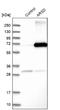 Arylsulfatase D antibody, NBP1-87486, Novus Biologicals, Western Blot image 