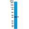 Actin Alpha Cardiac Muscle 1 antibody, M03744, Boster Biological Technology, Western Blot image 
