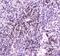 Epididymal secretory protein E1 antibody, PA5-79755, Invitrogen Antibodies, Immunohistochemistry paraffin image 