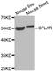 CASP8 And FADD Like Apoptosis Regulator antibody, LS-C332165, Lifespan Biosciences, Western Blot image 