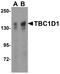 TBC1 Domain Family Member 1 antibody, A03667, Boster Biological Technology, Western Blot image 