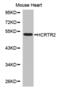 Hypocretin Receptor 2 antibody, abx002205, Abbexa, Western Blot image 