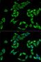 Pleckstrin Homology Like Domain Family A Member 2 antibody, LS-C334582, Lifespan Biosciences, Immunofluorescence image 