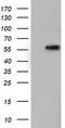T-Complex 11 Like 2 antibody, TA501802, Origene, Western Blot image 