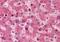 Transthyretin antibody, NBP1-40259, Novus Biologicals, Immunohistochemistry frozen image 