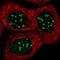 Actin Like 6B antibody, NBP1-91648, Novus Biologicals, Immunofluorescence image 