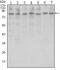 CCCTC-Binding Factor antibody, MA5-15792, Invitrogen Antibodies, Western Blot image 