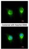 Kinectin 1 antibody, NBP2-15003, Novus Biologicals, Immunocytochemistry image 