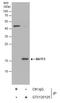 Basic Leucine Zipper ATF-Like Transcription Factor 3 antibody, GTX130125, GeneTex, Immunoprecipitation image 