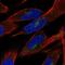 Protein Tyrosine Phosphatase Non-Receptor Type 21 antibody, NBP2-68974, Novus Biologicals, Immunofluorescence image 