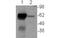 Nuclear Receptor Subfamily 4 Group A Member 1 antibody, MBS832773, MyBioSource, Western Blot image 