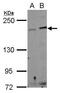 IQ Motif Containing GTPase Activating Protein 3 antibody, PA5-32148, Invitrogen Antibodies, Western Blot image 
