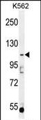 ATP/GTP Binding Protein Like 5 antibody, PA5-35072, Invitrogen Antibodies, Western Blot image 