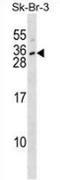Interferon Lambda 3 antibody, AP52195PU-N, Origene, Western Blot image 
