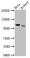 Serine/threonine-protein kinase Nek9 antibody, CSB-PA837435LA01HU, Cusabio, Western Blot image 