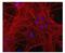 Growth Associated Protein 43 antibody, GTX30199, GeneTex, Immunocytochemistry image 