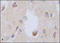 Ciliary Neurotrophic Factor Receptor antibody, 251968, Abbiotec, Immunohistochemistry paraffin image 