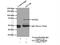 Glutamate Dehydrogenase 2 antibody, 14462-1-AP, Proteintech Group, Immunoprecipitation image 