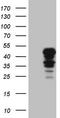 Indoleamine 2,3-dioxygenase 2 antibody, TA806161S, Origene, Western Blot image 