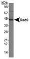 RAD9 Checkpoint Clamp Component A antibody, NB100-193, Novus Biologicals, Western Blot image 