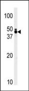 Tribbles homolog 1 antibody, 63-171, ProSci, Western Blot image 