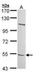 Beta-1,3-glucosyltransferase antibody, NBP1-32787, Novus Biologicals, Western Blot image 