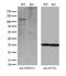F-box only protein 11 antibody, M04708, Boster Biological Technology, Western Blot image 