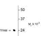 Transcription Factor A, Mitochondrial antibody, NBP2-29657, Novus Biologicals, Western Blot image 