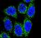 MutY DNA Glycosylase antibody, PA5-26167, Invitrogen Antibodies, Immunofluorescence image 