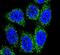 MutY DNA Glycosylase antibody, PA5-26167, Invitrogen Antibodies, Immunofluorescence image 