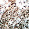 Protein Kinase, DNA-Activated, Catalytic Subunit antibody, LS-C368485, Lifespan Biosciences, Immunohistochemistry paraffin image 