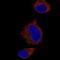 Syntaxin 7 antibody, NBP2-52893, Novus Biologicals, Immunofluorescence image 