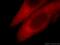 Tripartite Motif Containing 54 antibody, 21074-1-AP, Proteintech Group, Immunofluorescence image 