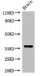 Ring Finger Protein 126 antibody, CSB-PA019828LA01HU, Cusabio, Western Blot image 