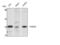 DnaJ Heat Shock Protein Family (Hsp40) Member B11 antibody, STJ92981, St John