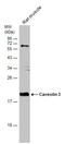 Caveolin 3 antibody, GTX109650, GeneTex, Western Blot image 