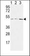 Hyaluronan And Proteoglycan Link Protein 1 antibody, PA5-26792, Invitrogen Antibodies, Western Blot image 