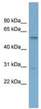 SLC7A11 antibody, TA333870, Origene, Western Blot image 
