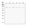 Phosphoinositide-3-Kinase Regulatory Subunit 1 antibody, PA1410, Boster Biological Technology, Western Blot image 