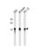 Peptidylprolyl Cis/Trans Isomerase, NIMA-Interacting 1 antibody, abx034904, Abbexa, Western Blot image 