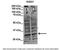 Insulin Induced Gene 1 antibody, ARP40159_P050, Aviva Systems Biology, Western Blot image 