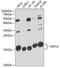 Signal Recognition Particle 14 antibody, 14-703, ProSci, Western Blot image 