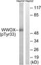 WW Domain Containing Oxidoreductase antibody, LS-C199736, Lifespan Biosciences, Western Blot image 